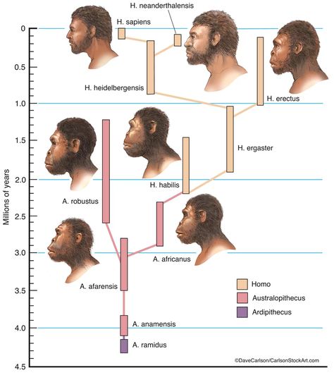 Hominids - The Human Family Tree Genetics Illustration, Animal Cell Organelles, Animal Cell Structure, Veterinary Anatomy, Fish Anatomy, Biological Anthropology, General Biology, History Of Earth, Forensic Anthropology