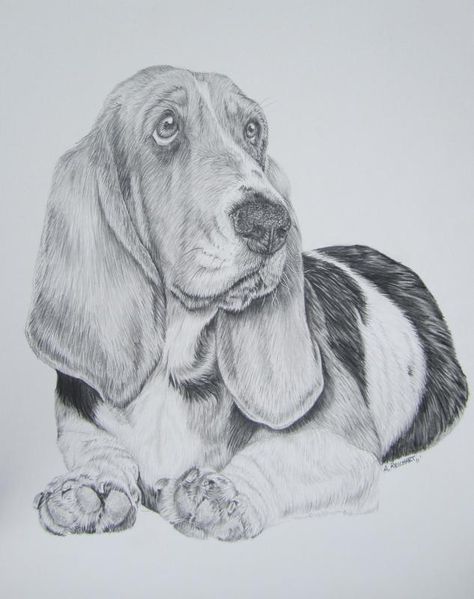 Basset Hound- Pencil by xx-ashley.deviantart.com on @deviantART Dog Pencil Drawing, Tatoo Dog, Basset Hound Art, Dog Sketch, Basset Hound Dog, Bassett Hound, 강아지 그림, Animal Sketches, Hound Dog