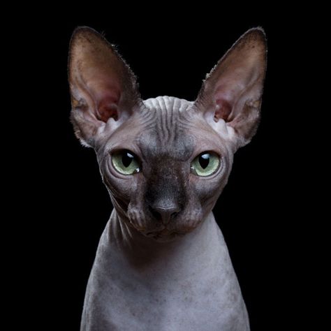 Hairless Cat Photography, Sphinx Cats, Chat Sphynx, Sphynx Cats, Sphinx Cat, Gorgeous Cats, Pet Bunny, Hairless Cat, Cat Photography