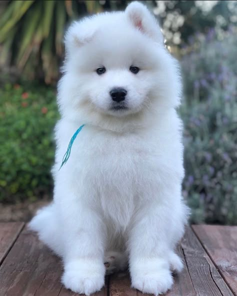 Dog For Sale, Puppies Near Me, Samoyed Dog, Spitz Dogs, Samoyed Puppy, Really Cute Puppies, Samoyed Dogs, Smart Dog, Dogs For Sale