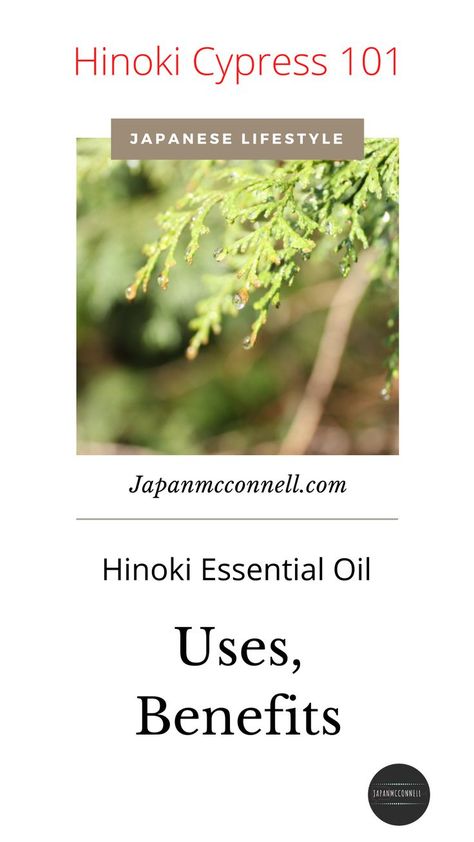 Discover the benefits of Hinoki essential oil and the best ways to incorporate it into your life. Japanese cypress known as "hinoki" is gentle but energetic, calm but refreshing- the mysterious spiritual tree for the Japanese. It also is perfect to soothe your mind and find your value in meditation practice. Hinoki Essential Oil, Spiritual Tree, Hinoki Cypress, Japan Lifestyle, Cypress Oil, Cypress Essential Oil, Japanese Lifestyle, Your Value, Japanese Gifts