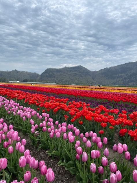 Tulip Festival in Abbotsford, BC🇨🇦 Abbotsford Bc, Tulip Field, Tulip Festival, Tulip Fields, Scenery Nature, Beautiful Scenery Nature, Flower Field, Beautiful Scenery, Halle