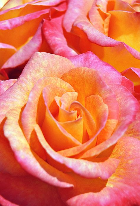 pink and orange roses Wallpapers Rosa, Serene Nature, Rose Orange, Orange Aesthetic, Nature Collection, Have A Wonderful Day, Orange Roses, Love Rose, Wonderful Day