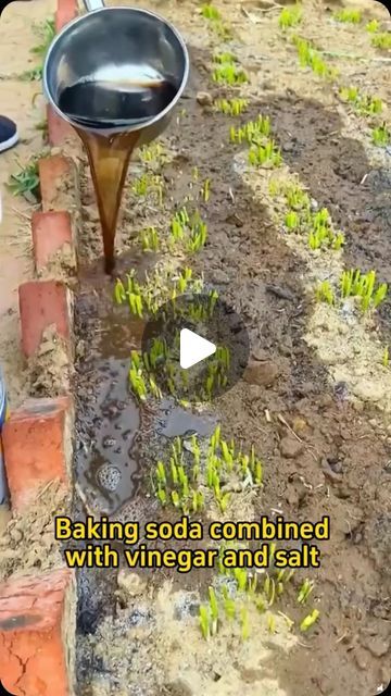 Home Gardening on Instagram: "#garden #gardening #gardening101 #fertilizer #farming #planting #bakingsoda" Home Made Fertilizer For Plants, Agriculture Tips, Home Made Fertilizer, Aloe Vera Plant, Fertilizer For Plants, Home Gardening, Tree Stump, Garden Tips, Home Made