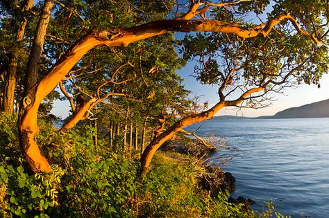 60 Top Madrona Tree Pictures, Photos and Images - Getty Images Madrona Tree, Madrone Tree, Arbutus Tree, San Juan Islands Washington, Manzanita Tree, The Magic Flute, Island Lake, Evening Light, Washington Usa