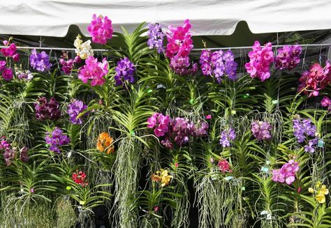 Vanda Orchid Hanging Ideas, Hanging Orchids Outside, Orchid Wall, Hanging Orchid, Orchid Vase, Orchid Plant Care, Blooming Orchid, Florida Garden, Orchid Varieties