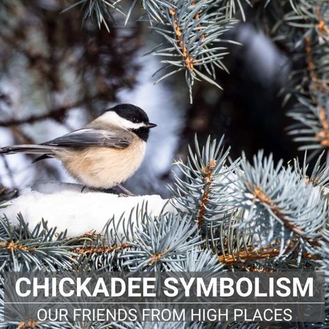 Chickadee Tattoo Meaning, Fine Line Chickadee Tattoo, Chickadee Flying Tattoo, Chickadee Drawing Tattoo Ideas, Birds And What They Symbolize, Chickadee Spiritual Meaning, Black Cap Chickadee Tattoo, Black Capped Chickadee Tattoo, Chickadee Drawing