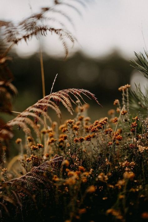 Earthy Scent, Autumn Scenery, Autumn Aesthetic, The Grass, Fall Vibes, Beautiful Landscapes, Cover Photos, Wallpaper Backgrounds, Phone Wallpaper