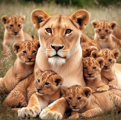 Cat Varieties, Baby Wild Animals, Big Cat Family, Lion Cubs, Lion Family, Cutee Animals, Lion Photography, Wild Baby, Tiger Pictures