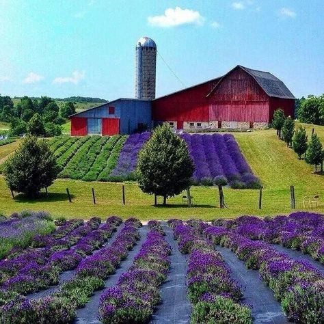 Lavender farm in Boyne Michigan USA Barn Pictures, Country Barns, Midwest Living, Lavender Farm, Farm Barn, Red Barns, A Barn, Old Barns, Lavender Fields