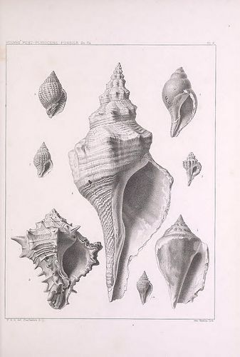 Vintage Conch Shell Illustration, Conch Drawing, Conch Shell Drawing, Sea Shell Drawing, Conch Shell Tattoo, Shell Tattoo, Shell Drawing, Shell Tattoos, Minimal Tattoo Design