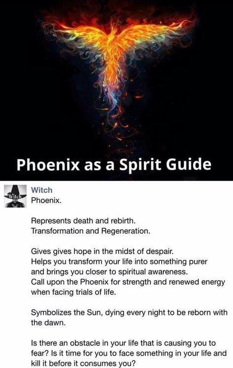 Phoenix as a Spirit Guide | Animal spirit guides, Spirit animal totem, Spirit animal meaning Phoenix Spirit Animal Meaning, Phoenix Spiritual Meaning, Phoenix Spirit Animal, Phoenix Meaning, Phoenix Symbolism, Phoenix Mythology, Phoenix Animal, Phoenix Quotes, Beautiful Spine Tattoos