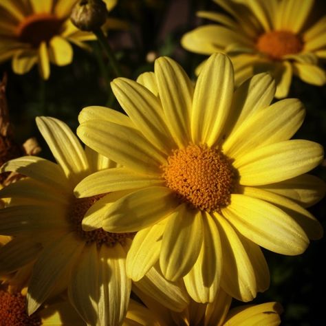 Yellow Daisies Aesthetic, Yellow Daisy Aesthetic, Aesthetic Daisy, Bee Tattoos, Yellow Daisy Flower, Aesthetic Health, Tattoo Health, Daisy Yellow, Libra Tattoo