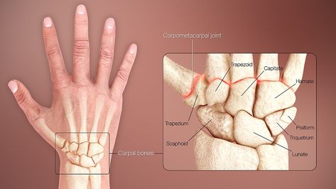 Medical Animation, Human Body Anatomy, Dana White, Tech School, Animation Video, Hand Wrist, Body Anatomy, Carpal Tunnel, Body Drawing