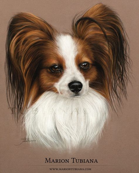 Papillon Dog Painting, Dogs Drawing, Draw Realistic, Paintings Ideas, Papillon Dog, Psy Art, Animal Portraits, Dog Painting, Dog Hacks