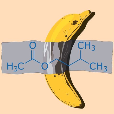 #moleculemonday repost @sigma_aldrich  Isoamyl acetate is an #ester which can be synthesized from acetyl #CoA and isoamyl alcohol by the action of alcohol acetyltransferases. It is employed in #food industries because of its characteristic strong #fruity #pear or #banana odor and used as a #flavoring compound in honey artificial coffee beverages and perfumes. It is also a solvent for oil colors lacquers and resins. #banana #wallart #ducttape #itsart #and #science #artscience #sigmaaldrich #chemi Acetyl Coa, Coffee Beverages, Science Laboratory, Science Art, Chemistry, Pear, Honey, Science, Canning