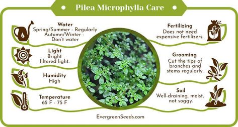 Pilea microphylla care infographic Pilea Microphylla Variegata, Pilea Microphylla, Mushroom Compost, Plant Physiology, Bog Plants, Rooting Hormone, Greenhouse Plants, Liquid Fertilizer, Ornamental Plants