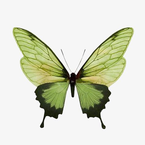 Art Papillon, Butterfly Clip Art, Green Butterfly, Arte Inspo, Butterfly Art, Green And Black, Green Aesthetic, Clipart Images, Beautiful Butterflies