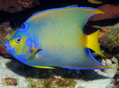 Queen Angelfish, Freshwater Plants, Diy Fish Tank, Salt Water Fishing, Salt Water Fish, Types Of Fish, Exotic Fish, Saltwater Aquarium, Angel Fish