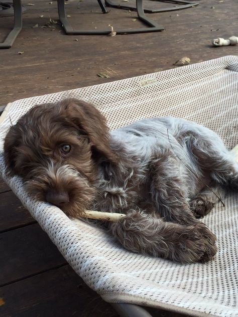 Pointing Griffon, Wirehaired Pointing Griffon, Petit Basset Griffon Vendeen, Griffon Dog, Adorable Creatures, Dog Tips, Dog Ideas, Bird Dogs, Best Dog Breeds