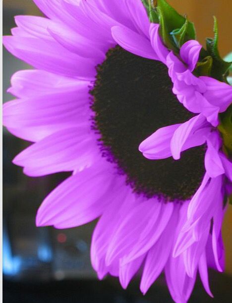 Purple sunflower Purple Sunflower, Planting Sunflowers, Sunflowers And Daisies, Sunflower Garden, All Things Purple, Flowers Garden, Garden Ornaments, Sunflower Seeds, Beautiful Blooms