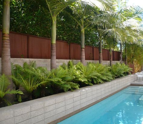 Wall beside pool with privacy fence and palm trees. Poolside California-style formality in Venice Beach. Palm Tree Landscaping, Palm Trees Garden, Tree Landscaping, Pool Plants, Palm Trees Landscaping, Backyard Trees, Tropical Garden Design, Pool Landscape, Backyard Pool Landscaping