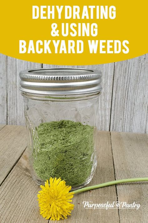 Did you know that there are weeds that grow in your backyard that you can dehydrate for food, and even add to your green powder? Learn which ones here! Dehydrator Flowers, Greens Powder Recipes, Dehydrating Food, Dehydrating Herbs In Dehydrator, Dehydrate Parsley In Dehydrator, Drying Basil Leaves Dehydrator, How To Dehydrate Herbs In Dehydrator, Dehydrated Vegetable Powder, Best Food Dehydrator