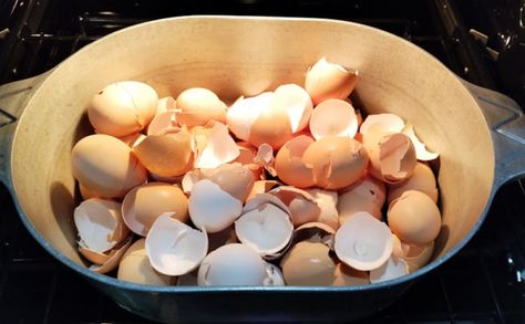 Why You Should Bake Eggshells and Their Uses in the Garden Small Fruit Trees, Seed Starters, Baked Egg, Kitchen Waste, Organic Living, Growing Fruit, Calcium Carbonate, Baked Eggs, Chicken Eggs