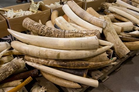 Maui Now : New Hawaiʻi Law Bans Wildlife Trafficking Yao Ming, Ivory Trade, Save The Elephants, Hippopotamus, Vegan Vegetarian, The Globe, Elephant, Science