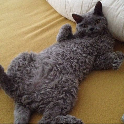 So much curly hair Cat With Curly Hair, Curly Cats, Curly Haired Cat, Curly Cat, Gray Cats, Selkirk Rex, Devon Rex Cats, Kitten Images, Animal Babies