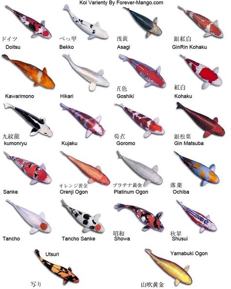 types of koi The Different Varieties of Koi fish you need to know 35 #koi #koifish #koipond #typesofkoi Tropical Fish Pictures, Koi Fish Colors, Karp Koi, Fish Information, Butterfly Koi, Kolam Koi, Ikan Air Tawar, Koi Fish Drawing, Ikan Koi