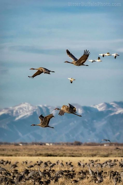 Sandhill cranes and snow geese migration past the Sangre de Cristo in the Monte Vista National Wildlife Refuge #Colorado #Wildlife Bitter Buffalo Photography Geese Migration, Geese Wallpaper, Buffalo Photography, Colorado Wildlife, Wallpaper Birds, Snow Geese, Sandhill Cranes, Southern Colorado, Snow Goose