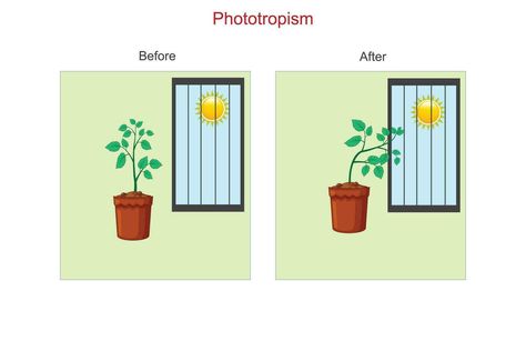 Light Experiments, How Plants Grow, Plant Window, Tree Saw, Plant Lighting, Photosynthesis, Cityscape Photos, Nature Backgrounds, All About Plants