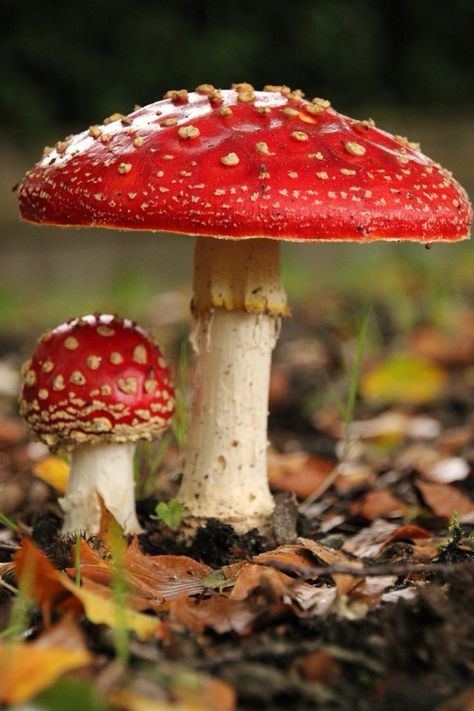 Fungi Aesthetic, Poison Mushroom, Mushroom Stuff, Fly Agaric Mushroom, Amanita Mushroom, Poisonous Mushrooms, Dead Flowers, Mushroom Pictures, Peaceful Vibes