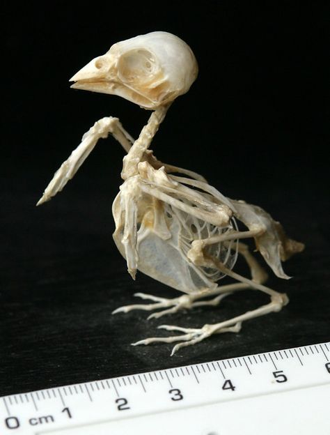 Sparrow Skeleton, Bird Skeleton, Bird Anatomy, Dinosaur Skeletons, Animal Poses, Animal Skeletons, House Sparrow, Sparrow Bird, Baby Birds