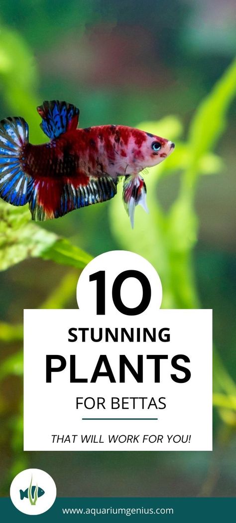 Aquarium plant ideas for betta fish. These plants are well-suitable for bettas. Are you looking for aquarium plants for bettas? You'll find them here. All these aquarium plants are easy and meant for freshwater tanks. Do you have little experience? No problem, these are great aquarium plants for beginners. Best Plants For Fish Tank, Beta Fish Vase Ideas Plants, Beta Plants Vase, Plant With Beta Fish, Beta Tank Plants, Beta Bowl With Plant, Low Light Aquarium Plants, Fish Tank Water For Plants, Live Plant Betta Tank