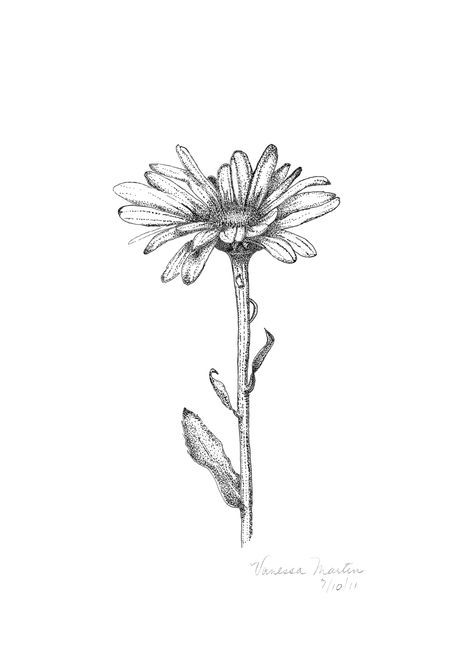 Shasta Daisy Daisy Flower Drawing, Daisy Tattoo Designs, Daisy Flower Tattoos, Daisy Drawing, Shasta Daisy, Daisy Tattoo, Flower Tattoo Sleeve, Illustration Botanique, Sister Tattoos