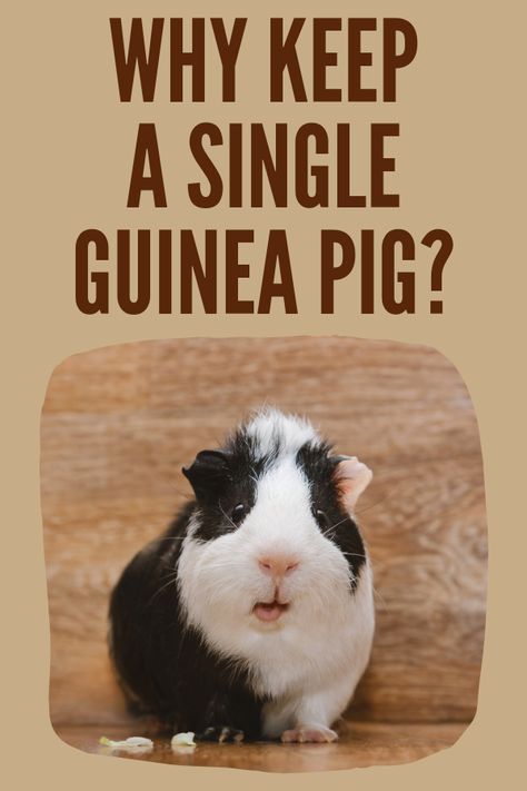 Guinea Pig Information, Indoor Guinea Pig Cage, Pig Habitat, Guinea Pig Diet, Guinea Pig Breeding, Guinea Pig Diy, Guinea Pigs Funny, Guinea Pig Food, Guinea Pig Accessories