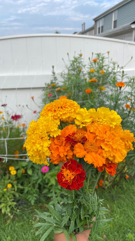 garden grown marigold in different shapes, sizes and color shades. #marigold #bouquet #gardening #cutflowergarden #flowers #aesthetic #pinterest Marigolds Bouquet, Marigold Flower Bouquet, Marigold Bouquet Wedding, Marigold Aesthetic, Marigold Flower Aesthetic, Marigold Bouquet, Aesthetic Marigold, Marigold Field Aesthetic, Orange Marigold Aesthetic