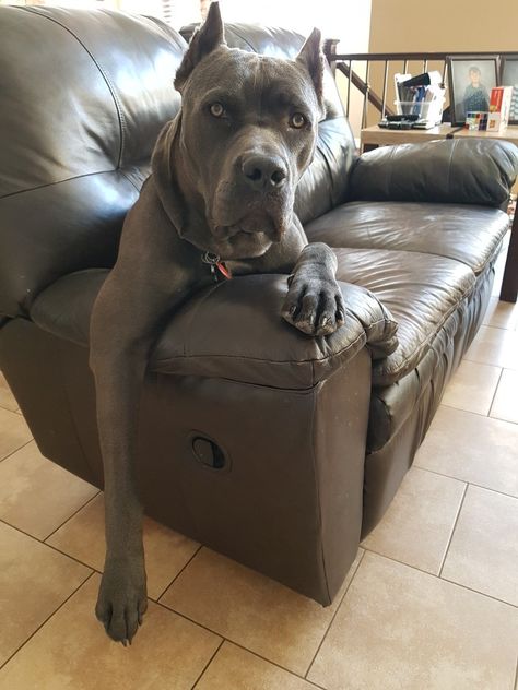 #CaneCorso 9 months Blue Cane Corso, Lovers Tattoo, Dog Names Unique, English Dogs, Tattoos For Dog Lovers, Pitt Bull, Cane Corso Dog, Corso Dog, Dog Mommy