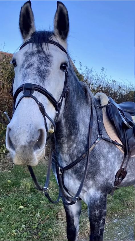 Dappled Gray Horse, Dapple Grey Horse Aesthetic, This Esme Horses, Grey Horse Aesthetic, This Esme, Dappled Grey Horse, Dapple Grey Horse, Aesthetic Equestrian, Gray Horses