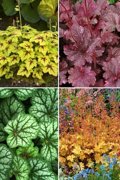 How To Grow Coral Bells - Plant The Perennial Hummingbirds Love! Corabells Perennials, Corabells Landscaping, Coral Bells Landscaping, Coral Bells Plant, Front Flower Bed, Xeriscape Landscaping, Coral Bells Heuchera, Shade Loving Plants, Front Flower Beds