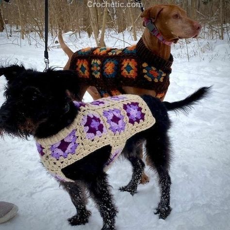 Crochet Big Dog Sweater, Crochet Dog Hoodie Free Pattern, Crochet Dog Outfit, Dog Crochet Sweater, Granny Square Dog Sweater, Crochet For Dogs, Big Dog Sweaters, Crochet Dog Sweater Free Pattern, Crochet Dog Hat