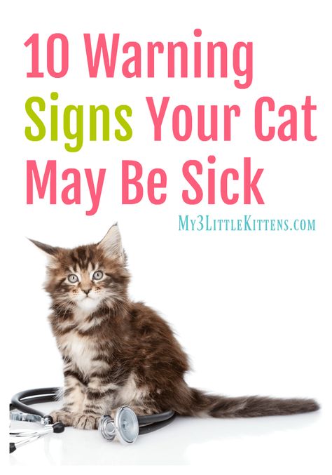 10 Warning Signs Your Cat May Be Sick Cat Care Tips Health, Sick Kitten, Cat Diseases, Cat Health Problems, Cat Illnesses, Cat Presents, Sick Cat, Cat Health Care, Cat Things