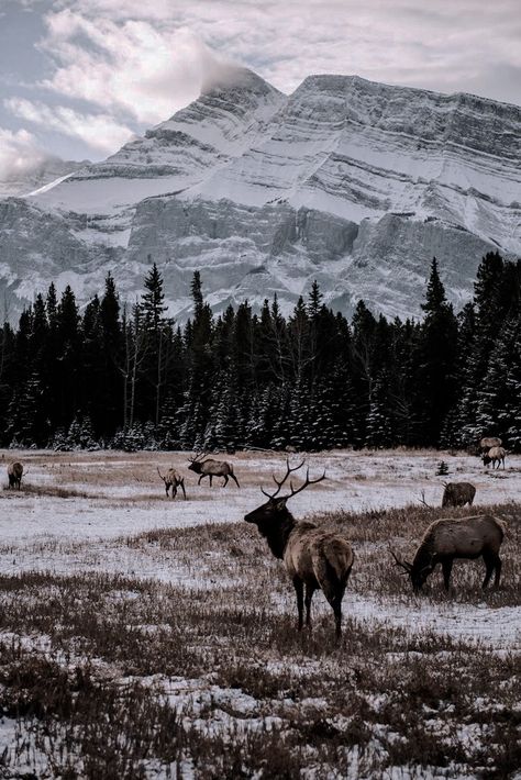 Montana Mountains, Unique Iphone Wallpaper, Future Photos, Dark Nature Aesthetic, Western Aesthetic, Landscape Photography Nature, Winter Scenery, Inspirational Images, Landscape Wallpaper