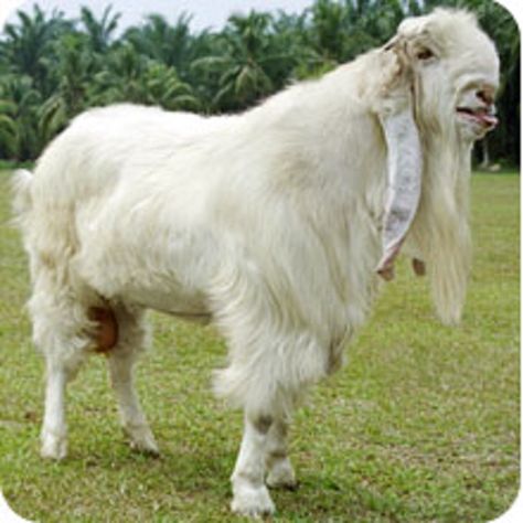 Malarbar or Tellicherry is a breed of goat  found in Northern Kerala, India Goats For Sale, Nubian Goat, Boer Goats, Sheep Breeds, Sheep Farm, Ladies Blouse Designs, Goat Farming, Burled Wood, Animals Beautiful