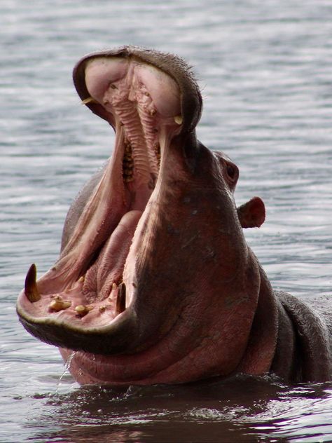 Kenya Tanzania - Hippo with mouth wide open Hippo Open Mouth, Hippo Mouth, Mouth Wide Open, Serena Hotel, Drawing Stuff, Time Zones, Open Mouth, Hippopotamus, East Africa