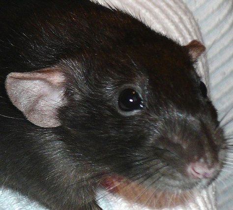 A black dumbo rat Coat Types, Dumbo Rat, Black Rat, Wildlife Rescue, Mouse Tattoos, Fancy Rat, Pet Paradise, Adorable Creatures, Pokemon Pokedex