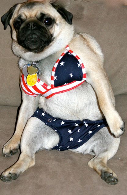 Funny Pugs, Funny Dog Jokes, Pug Dogs, Dog Jokes, The Pug, Pug Puppies, Pugs Funny, Dog Items, March 3rd