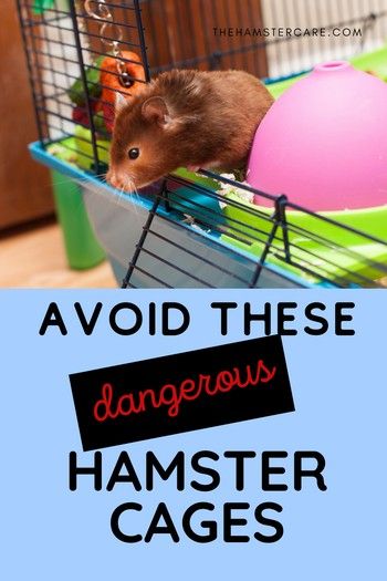 Compilation of Bad Hamster Cages that are not Safe Cages For Hamsters, Best Hamster Cage, Hampster Cage, Syrian Hamster Cages, Russian Hamster, Cool Hamster Cages, Large Hamster Cages, Pet Health Record, Hamster Pet